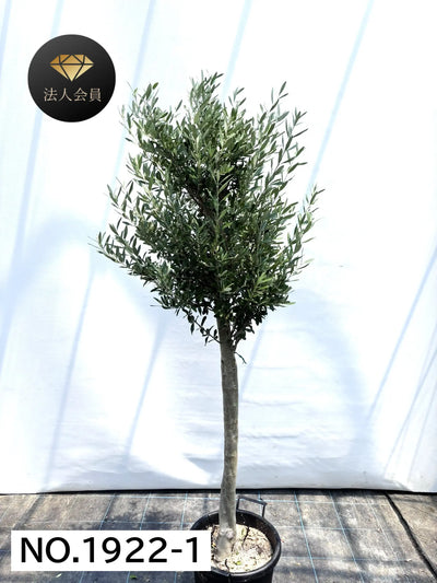 【法人限定】シプレシーノ（オリーブの木） XL｜約180cm｜No.1922｜初心者・シンボルツリー向け 株式会社鶴亀園