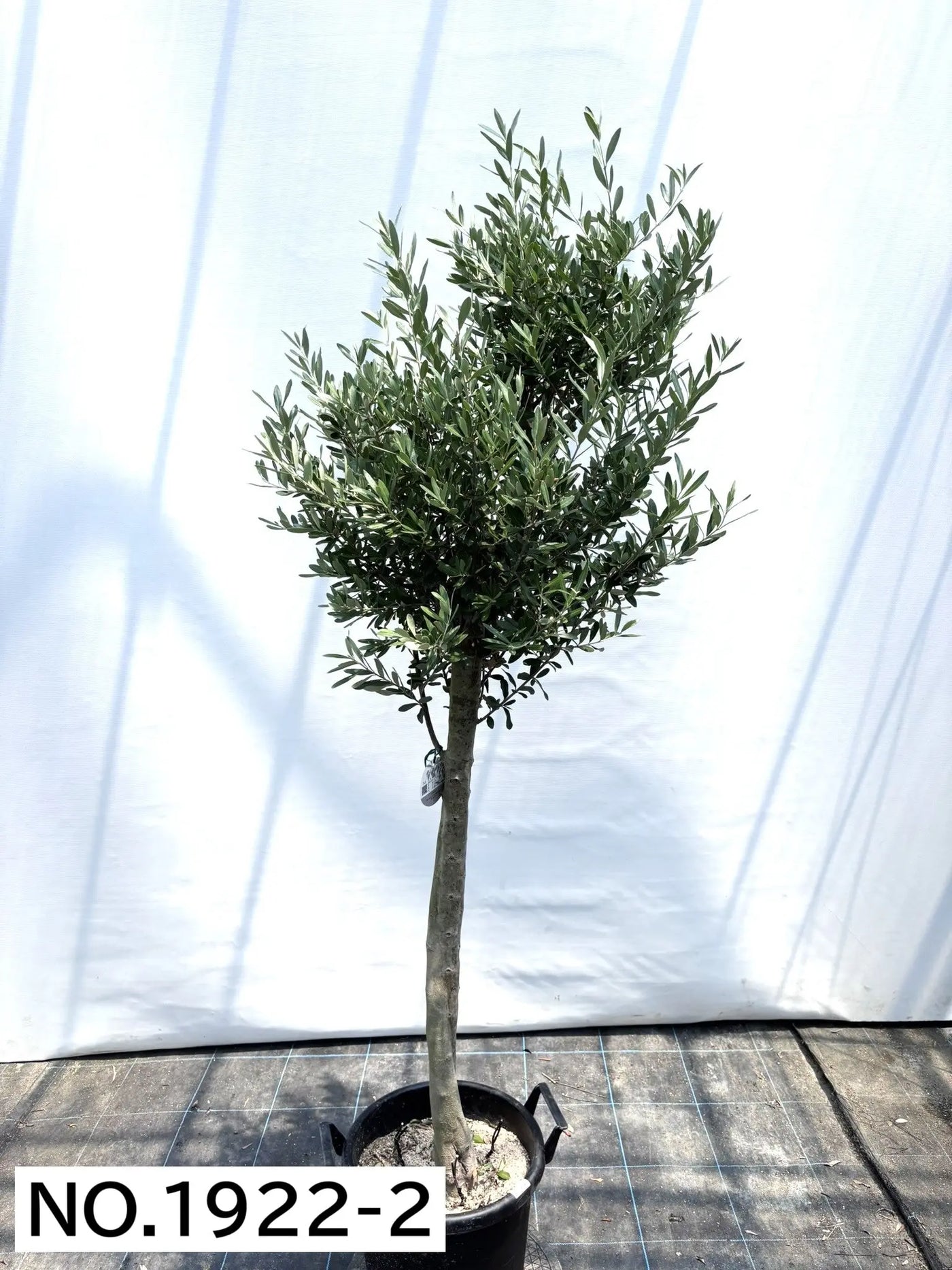 【法人限定】シプレシーノ（オリーブの木） XL｜約180cm｜No.1922｜初心者・シンボルツリー向け (コピー) 株式会社鶴亀園