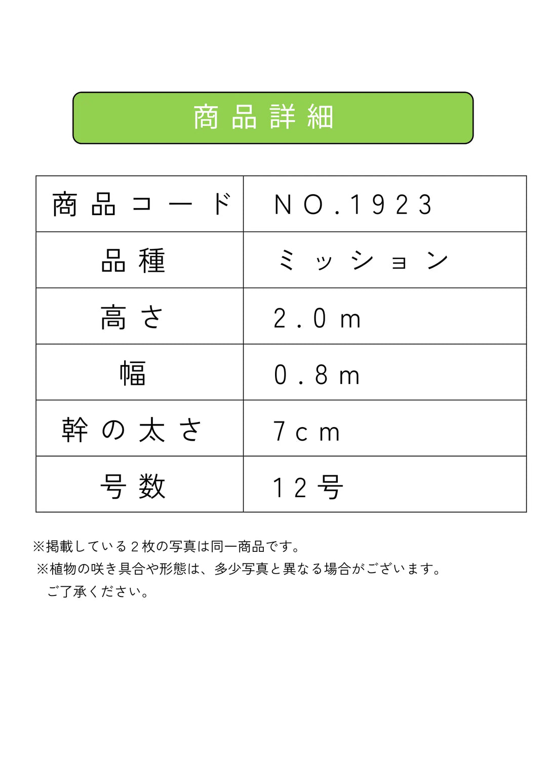 オリーブの木　ミッション　約200cm　NO.1923　大型　現品掲載　人気品種 オリーブの木 ミッション 約200cm NO.1923 大型 現品掲載 人気