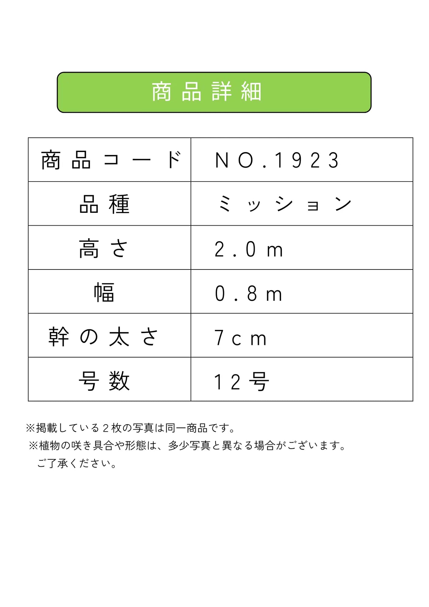 NEW【人気・直立型】ミッション（オリーブの木）〈大型商品〉｜約200cm｜XLサイズ｜No.1923 株式会社鶴亀園