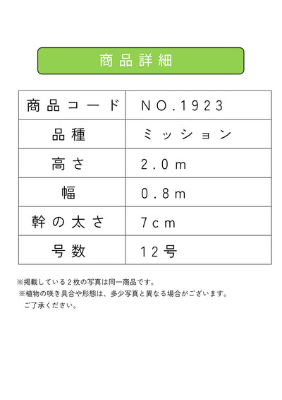 NEW【人気・直立型】ミッション（オリーブの木）〈大型商品〉｜約200cm｜XLサイズ｜No.1923 株式会社鶴亀園