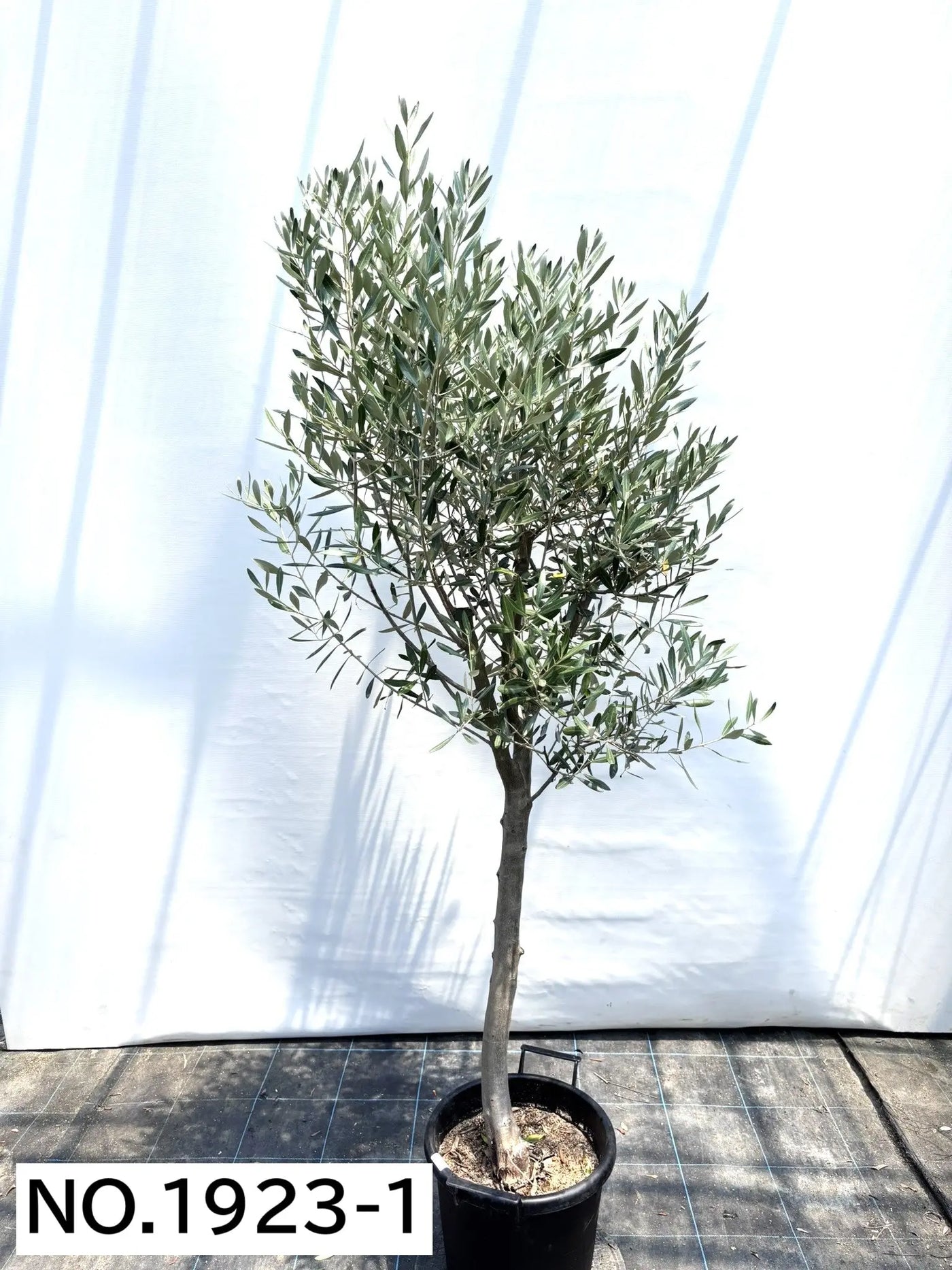 NEW【人気・直立型】ミッション（オリーブの木）〈大型商品〉｜約200cm｜XLサイズ｜No.1923 株式会社鶴亀園