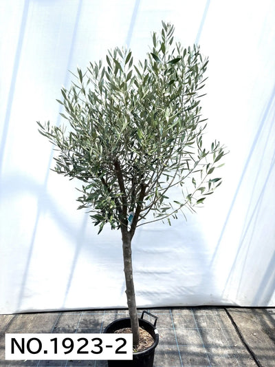 NEW【人気・直立型】ミッション（オリーブの木）〈大型商品〉｜約200cm｜XLサイズ｜No.1923 株式会社鶴亀園