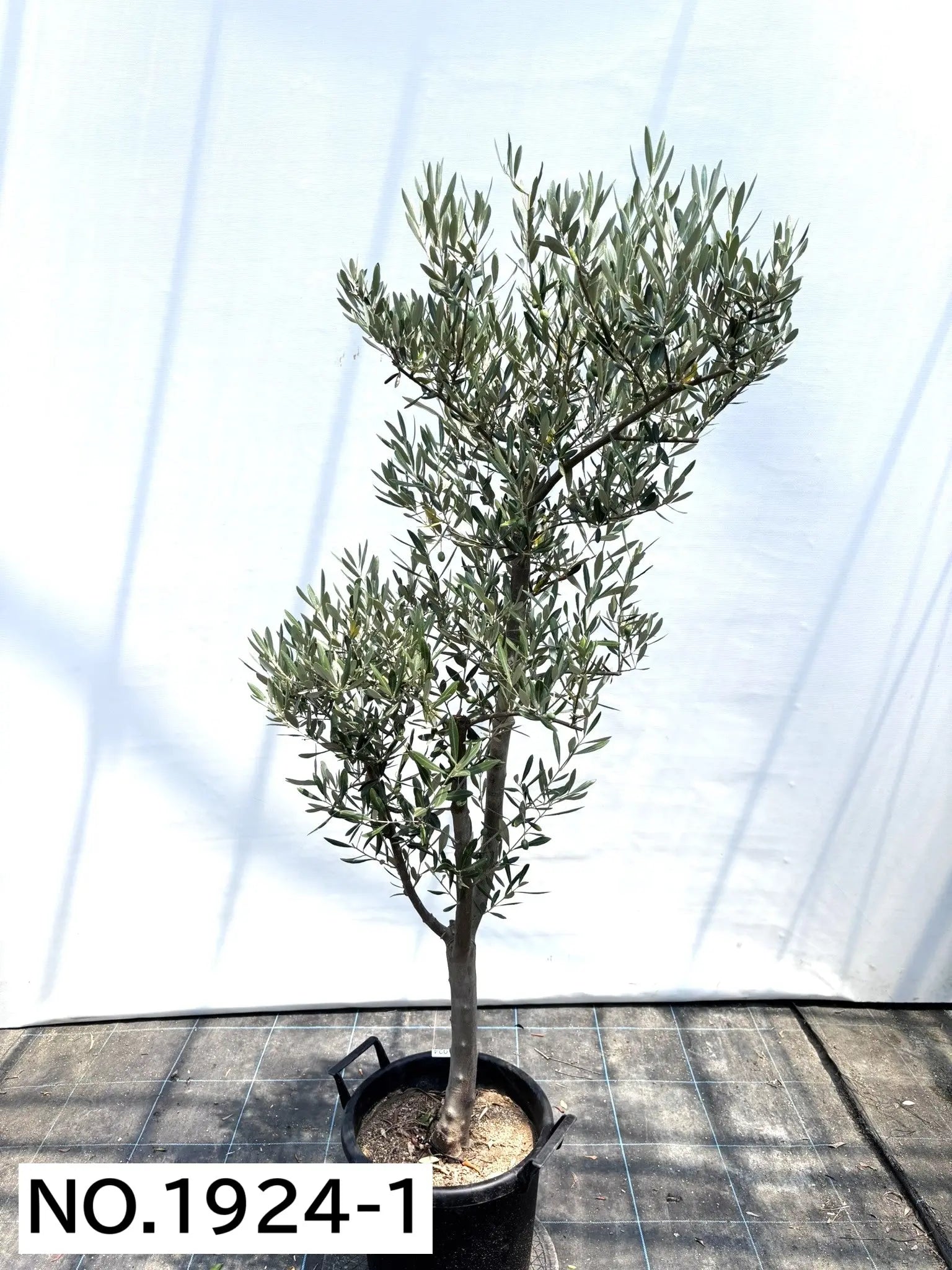 オリーブの木　ミッション　約170cm　NO.1924　大型　現品掲載　人気品種 NEWミッション（オリーブの木）｜大型商品｜NO.1924 ｜約170cm