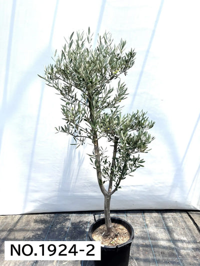 NEW【人気・直立型】ミッション（オリーブの木）〈大型商品〉｜約170cm｜XLサイズ｜No.1924 株式会社鶴亀園