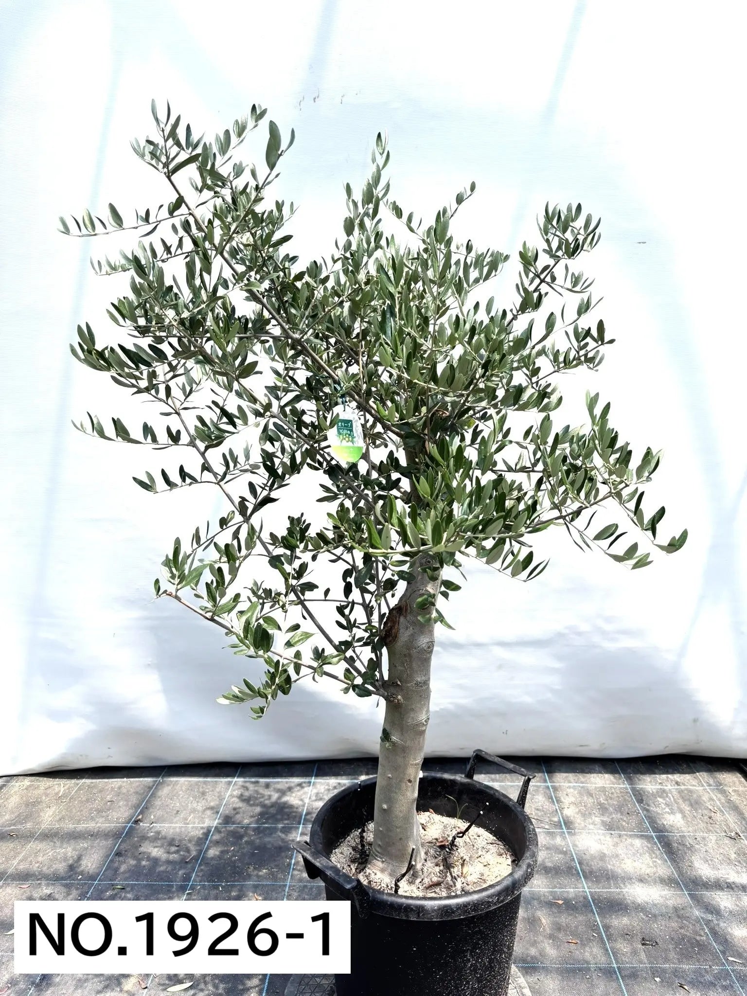 オリーブの木　ヘレナ　約130cm　NO.1926　大型　現品掲載　古木 寒さに強い・開帳型】ヘレナ（オリーブの木）〈大型商品〉｜約130cm