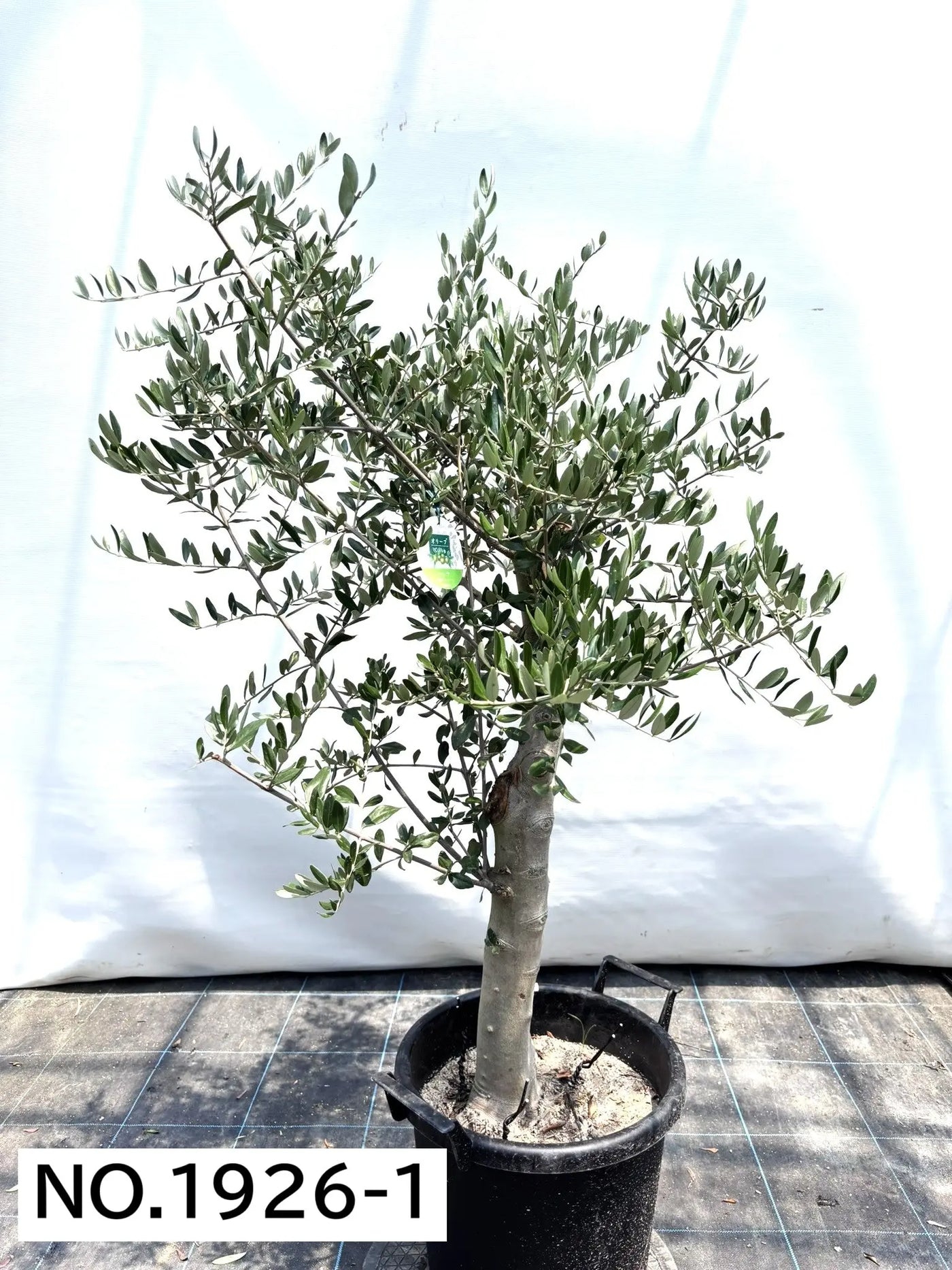 NEW【寒さに強い・開帳型】ヘレナ（オリーブの木）〈大型商品〉｜約130cm｜XLサイズ｜No.1926 株式会社鶴亀園