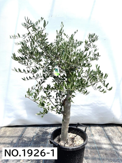 NEW【寒さに強い・開帳型】ヘレナ（オリーブの木）〈大型商品〉｜約130cm｜XLサイズ｜No.1926 株式会社鶴亀園