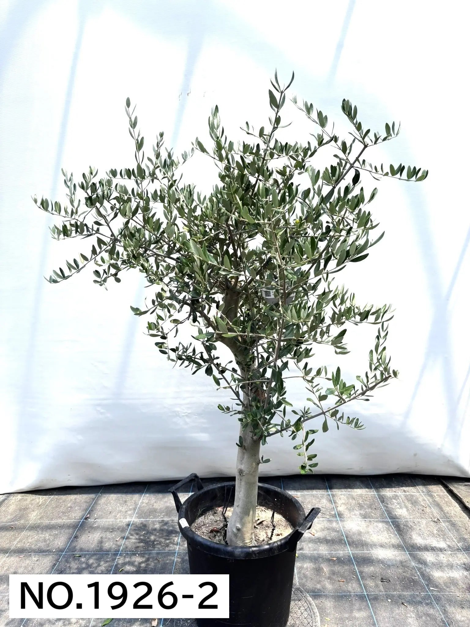 寒さに強い・開帳型】ヘレナ（オリーブの木）〈大型商品〉｜約130cm