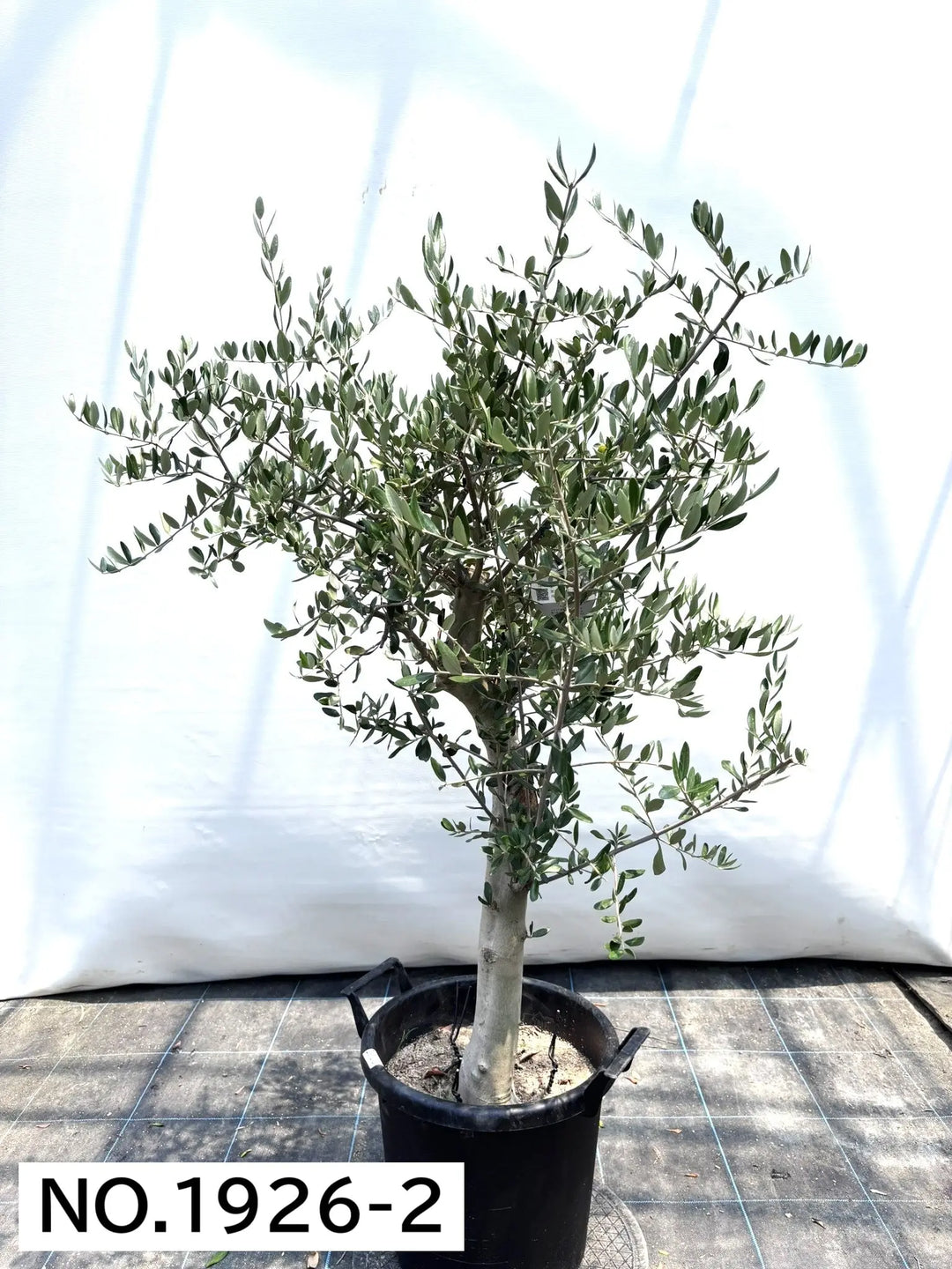 寒さに強い・開帳型】ヘレナ（オリーブの木）〈大型商品〉｜約130cm