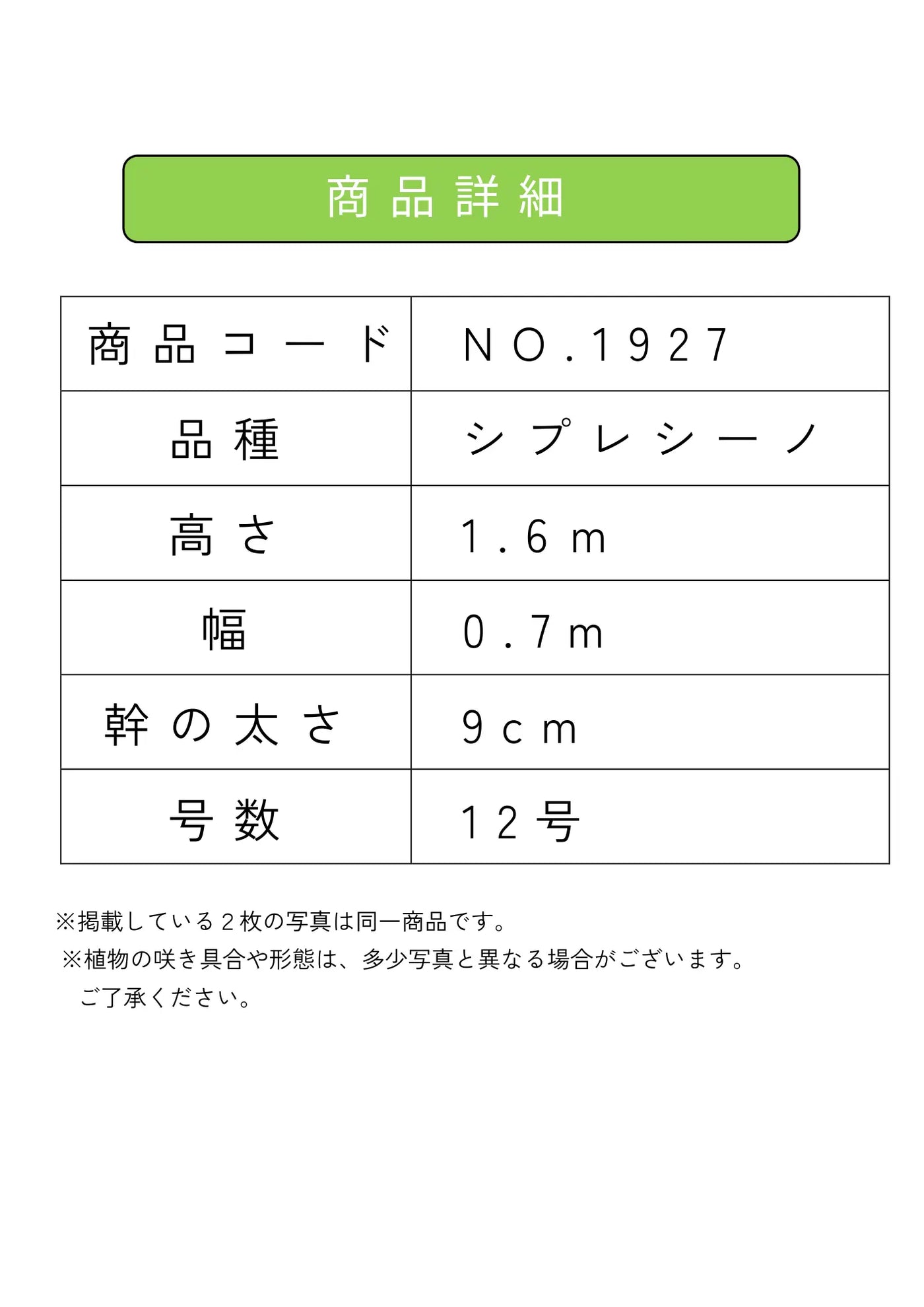 NEW【人気・初心者向き・シンボル向き】シプレシーノ（オリーブの木）〈大型商品〉｜約160cm｜XLサイズ｜No.1927 株式会社鶴亀園