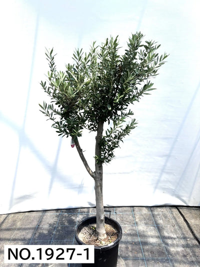 NEW【人気・初心者向き・シンボル向き】シプレシーノ（オリーブの木）〈大型商品〉｜約160cm｜XLサイズ｜No.1927 株式会社鶴亀園