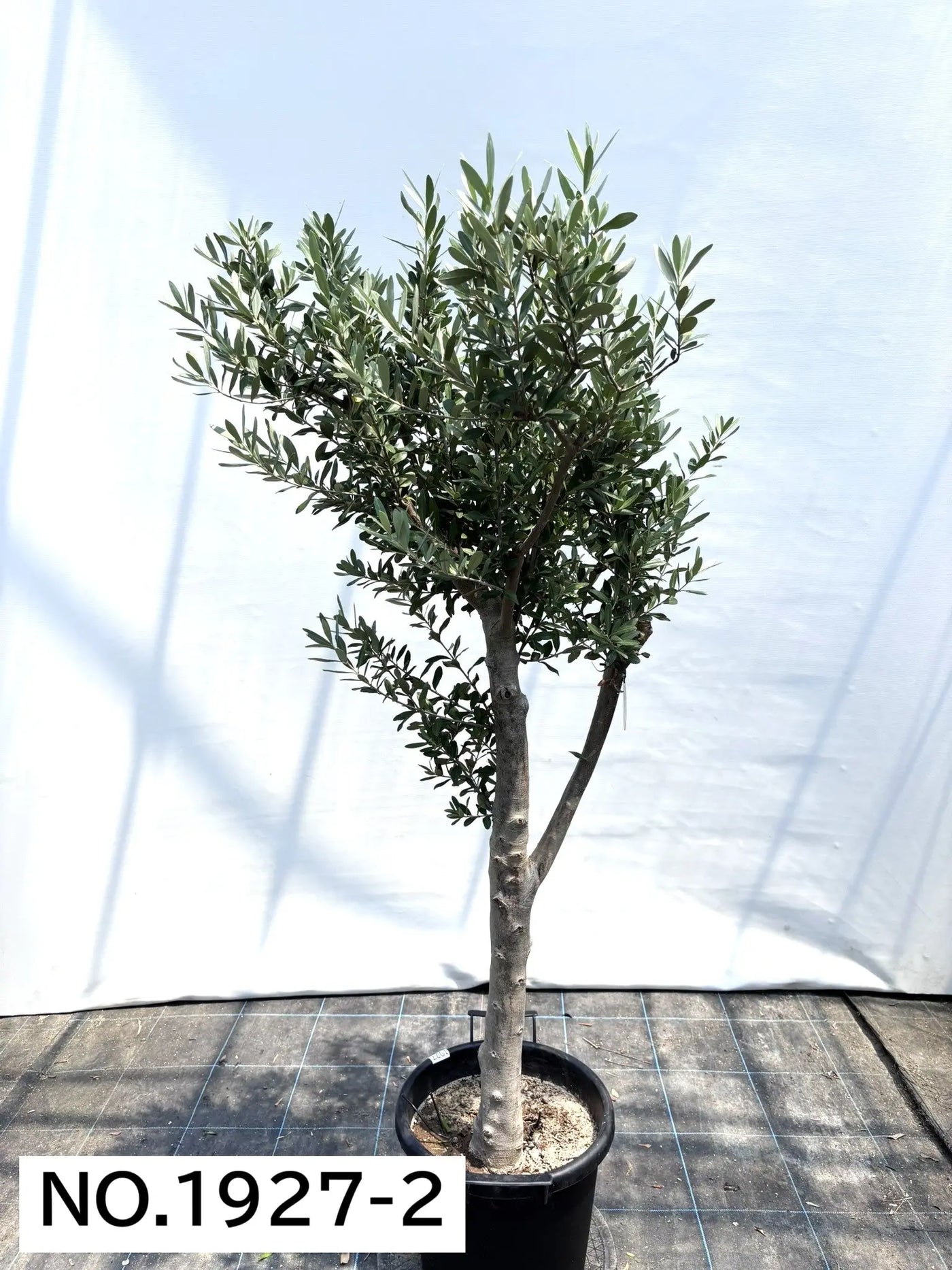 NEW【人気・初心者向き・シンボル向き】シプレシーノ（オリーブの木）〈大型商品〉｜約160cm｜XLサイズ｜No.1927 株式会社鶴亀園