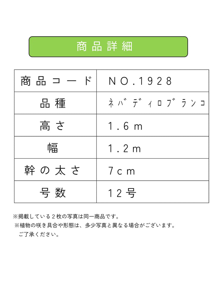 NEWネバディロブランコ（オリーブの木）｜大型商品｜NO.1928｜約160cm