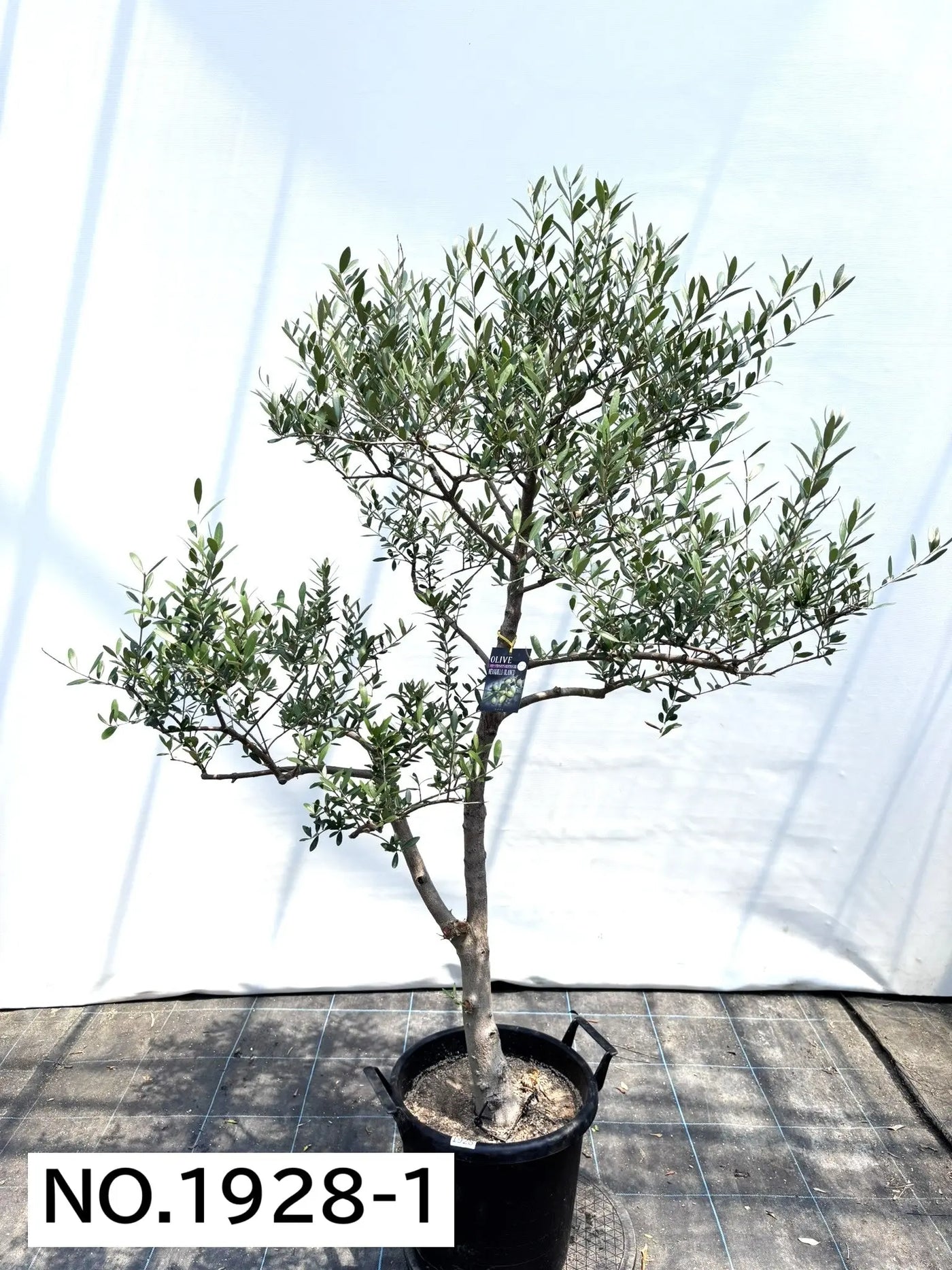 NEW【人気・開帳型】ネバディロブランコ（オリーブの木）〈大型商品〉｜約160cm｜XLサイズ｜No.1928 株式会社鶴亀園