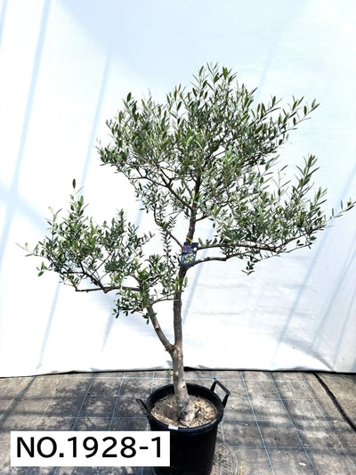 NEW【人気・開帳型】ネバディロブランコ（オリーブの木）〈大型商品〉｜約160cm｜XLサイズ｜No.1928 株式会社鶴亀園