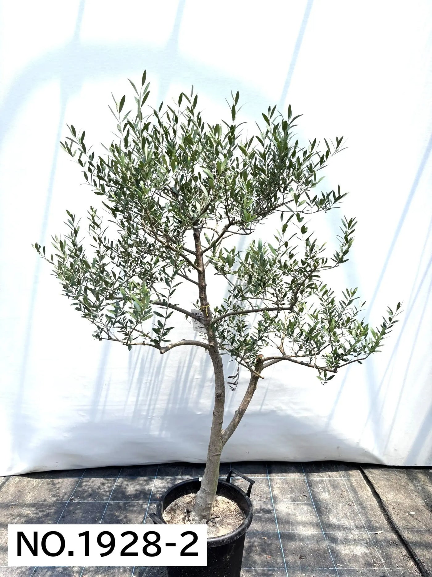 NEW【人気・開帳型】ネバディロブランコ（オリーブの木）〈大型商品〉｜約160cm｜XLサイズ｜No.1928 株式会社鶴亀園