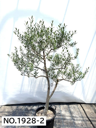 NEW【人気・開帳型】ネバディロブランコ（オリーブの木）〈大型商品〉｜約160cm｜XLサイズ｜No.1928 株式会社鶴亀園