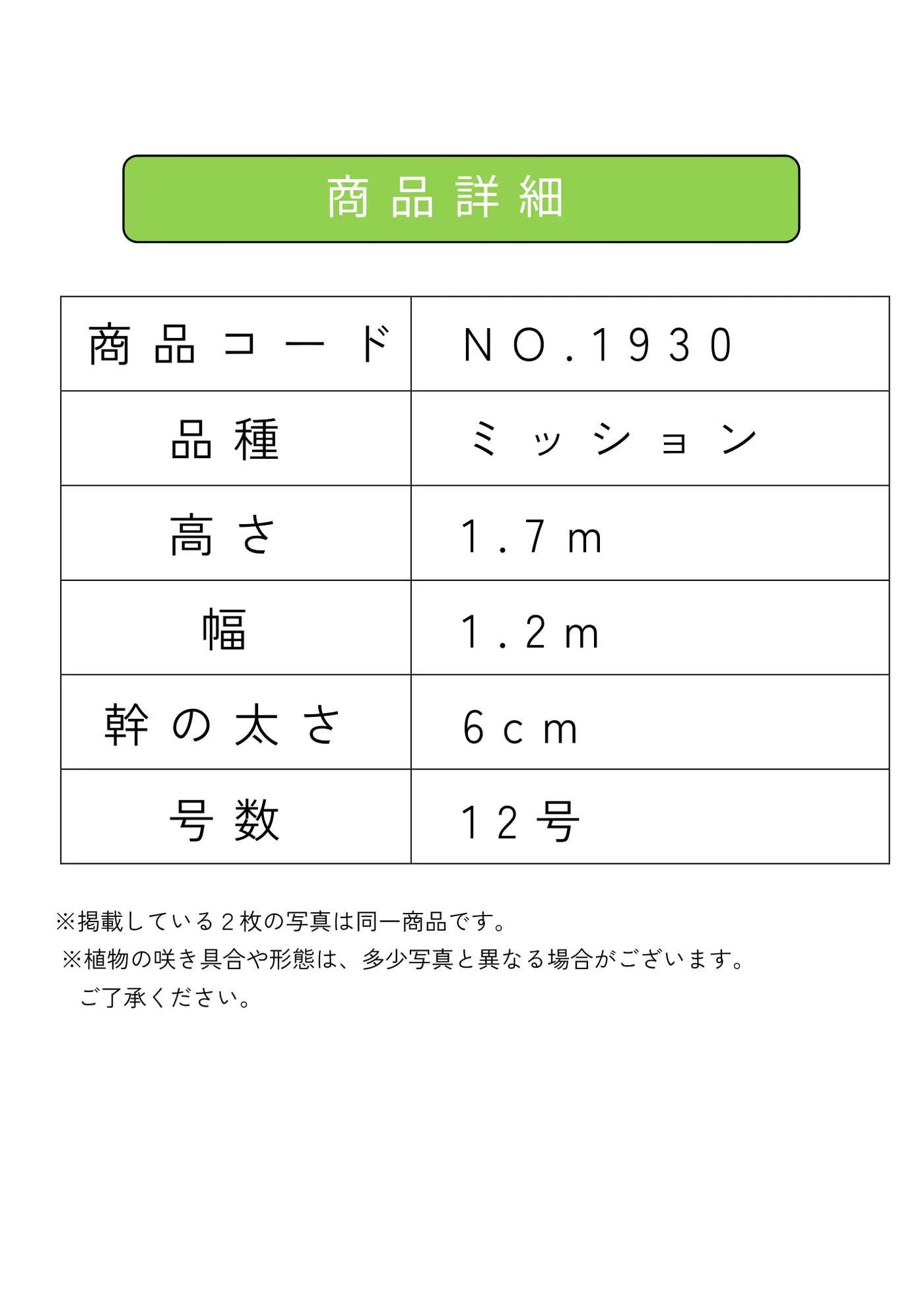 NEW【人気・直立型】ミッション（オリーブの木）〈大型商品〉｜約170cm｜XLサイズ｜No.1930 株式会社鶴亀園