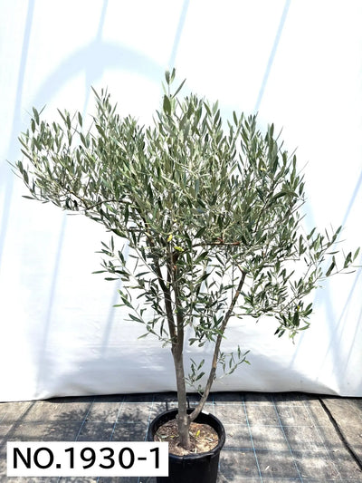 NEW【人気・直立型】ミッション（オリーブの木）〈大型商品〉｜約170cm｜XLサイズ｜No.1930 株式会社鶴亀園