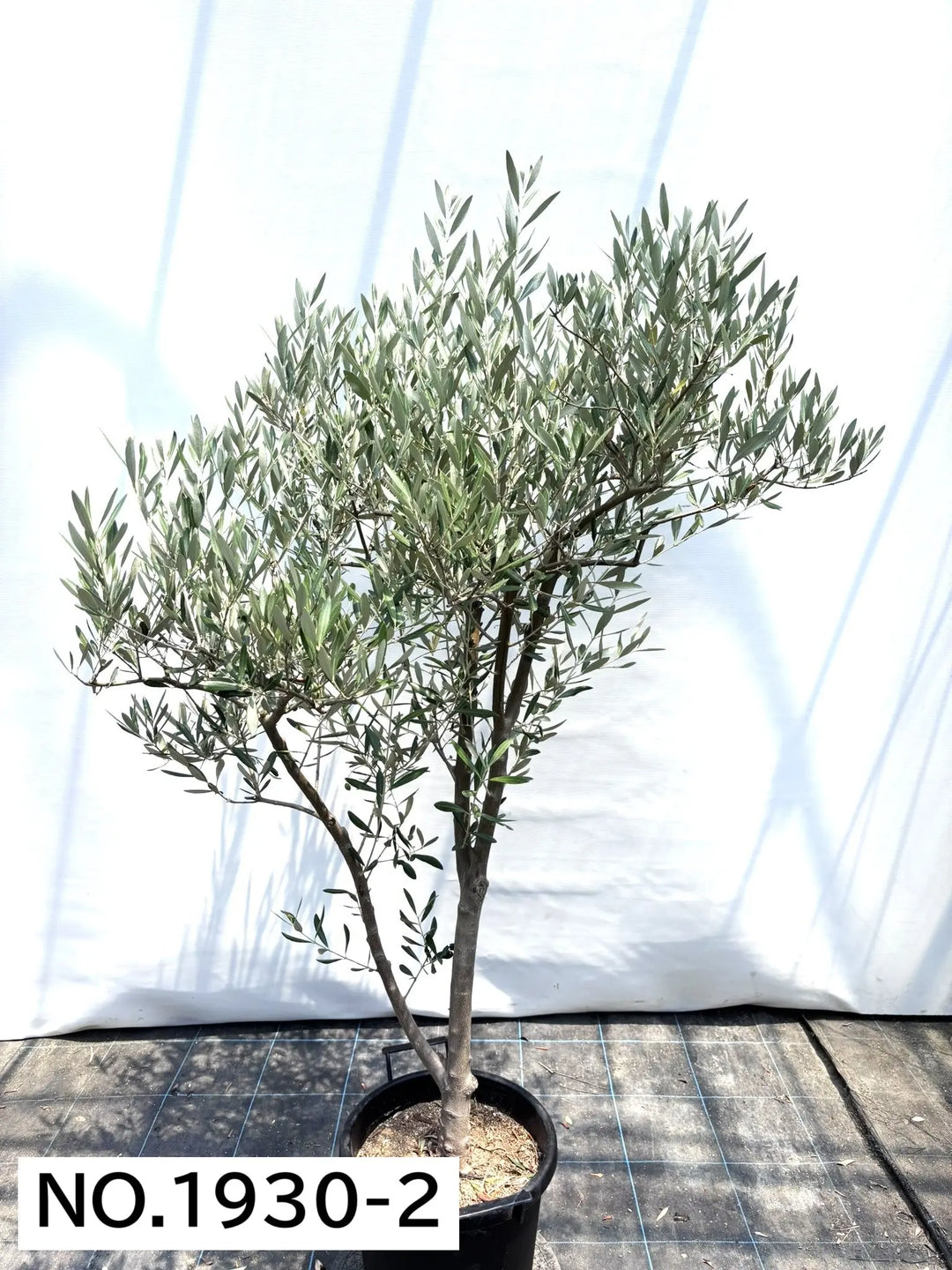 オリーブの木 ミッション / 653 NEWミッション（オリーブの木）｜大型