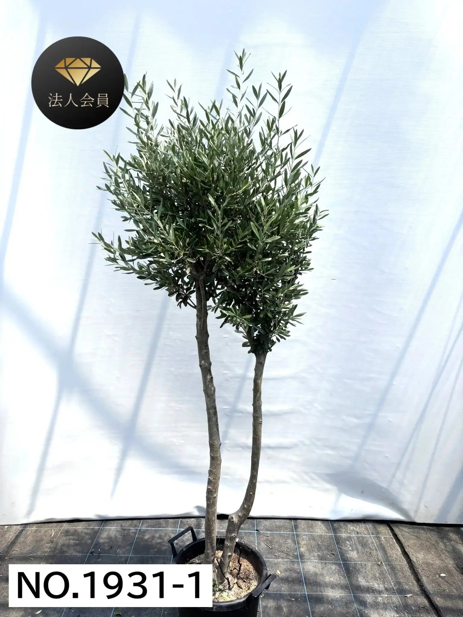 法人限定】シプレシーノ（オリーブの木） XL｜約200cm｜No.1931