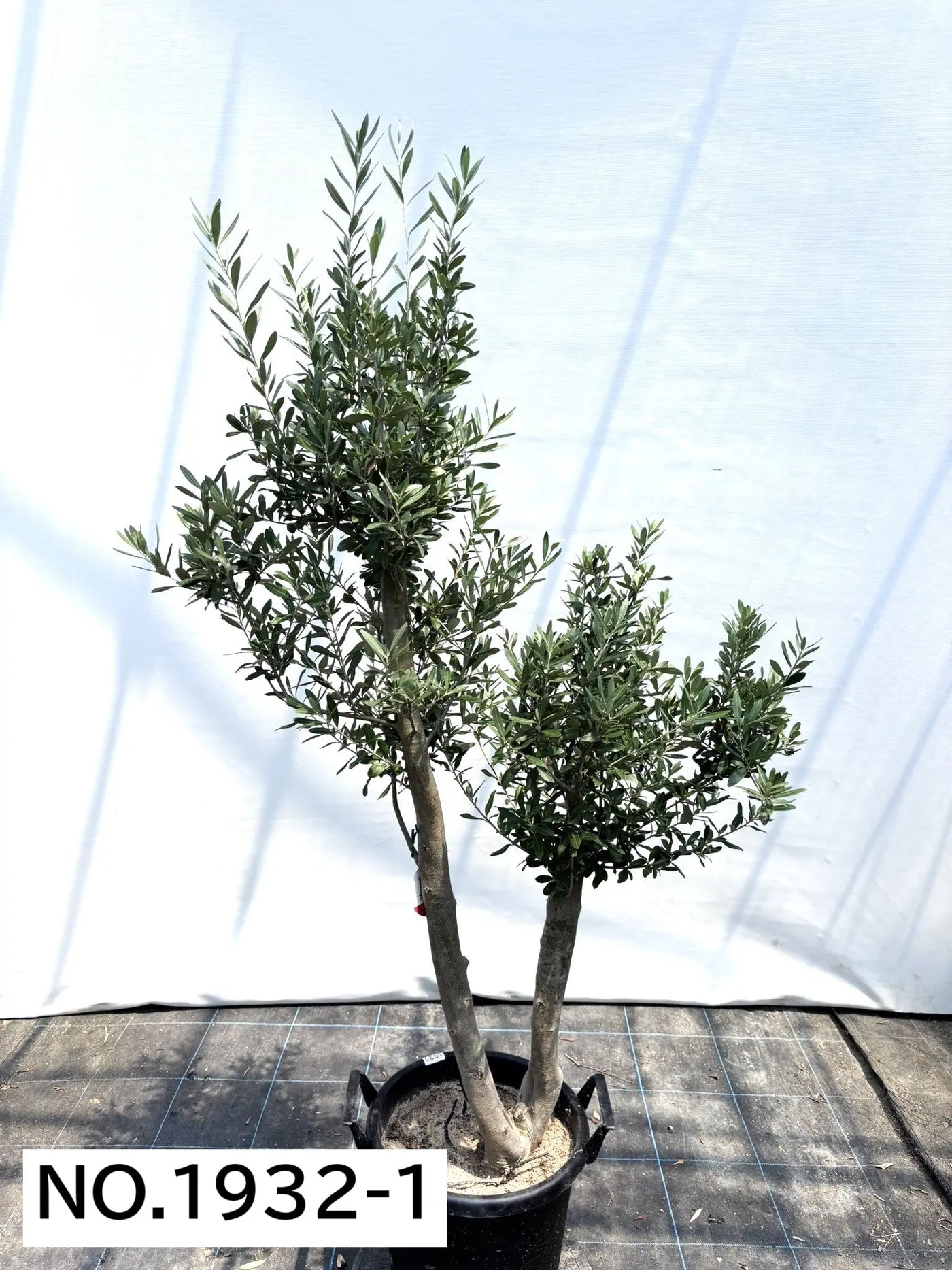 NEW【人気・初心者向き・シンボル向き】シプレシーノ（オリーブの木）〈大型商品〉｜約170cm｜XLサイズ｜No.1932 株式会社鶴亀園