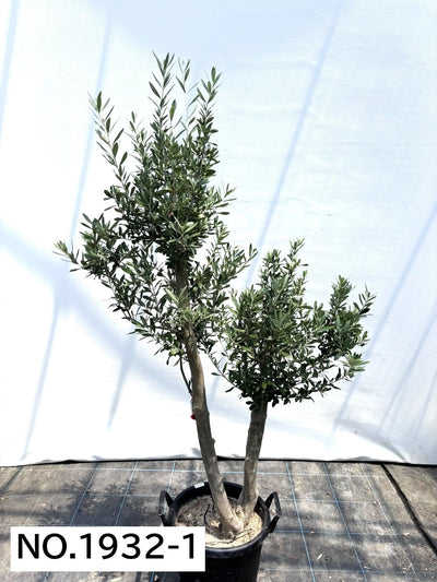 NEW【人気・初心者向き・シンボル向き】シプレシーノ（オリーブの木）〈大型商品〉｜約170cm｜XLサイズ｜No.1932 株式会社鶴亀園