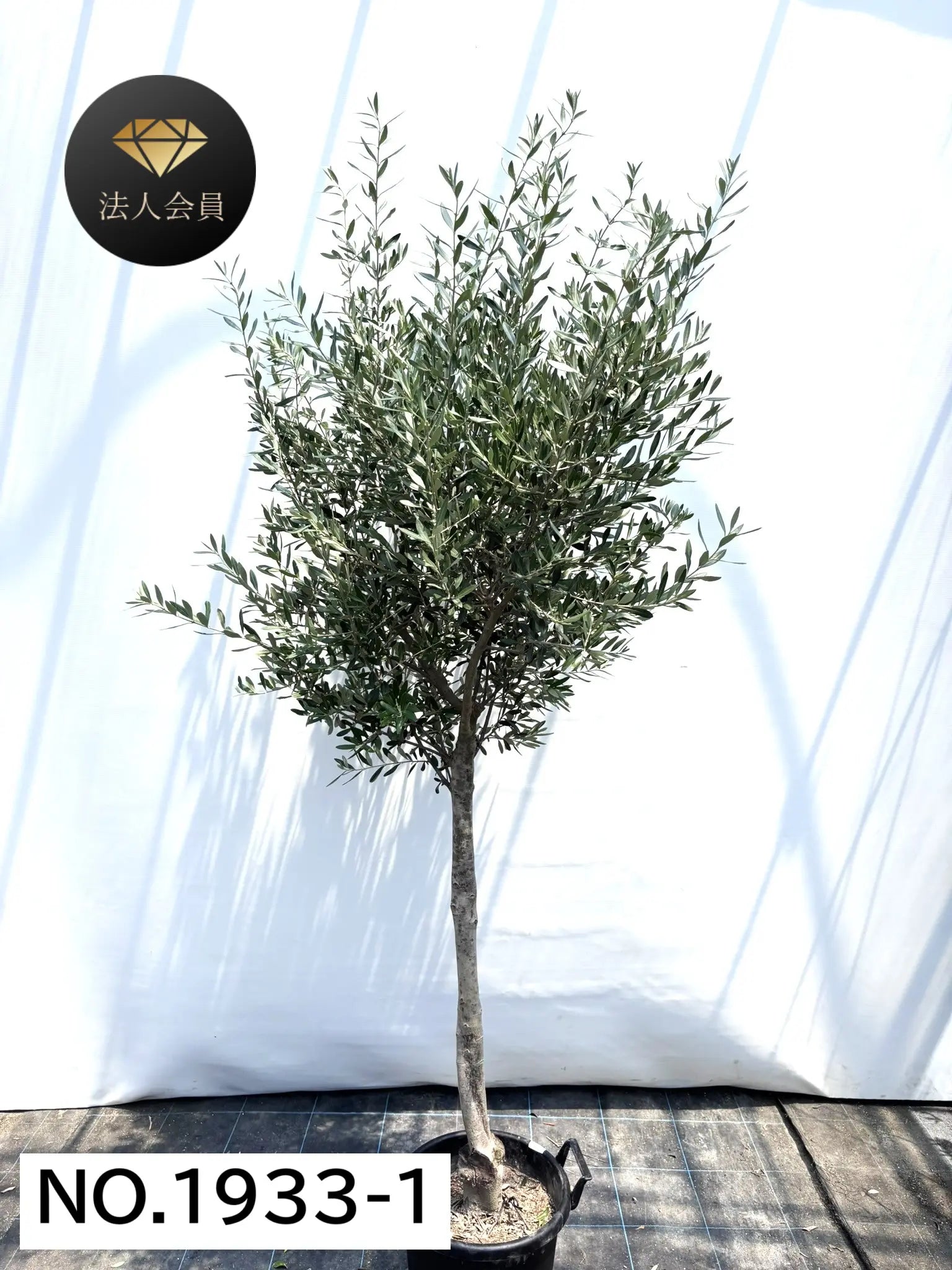 オリーブの木　シプレシーノ　約170cm　NO.1953　大型　現品掲載　古木 オリーブの木 シプレシーノ 約170cm NO.1953 大型 現品掲載 古木