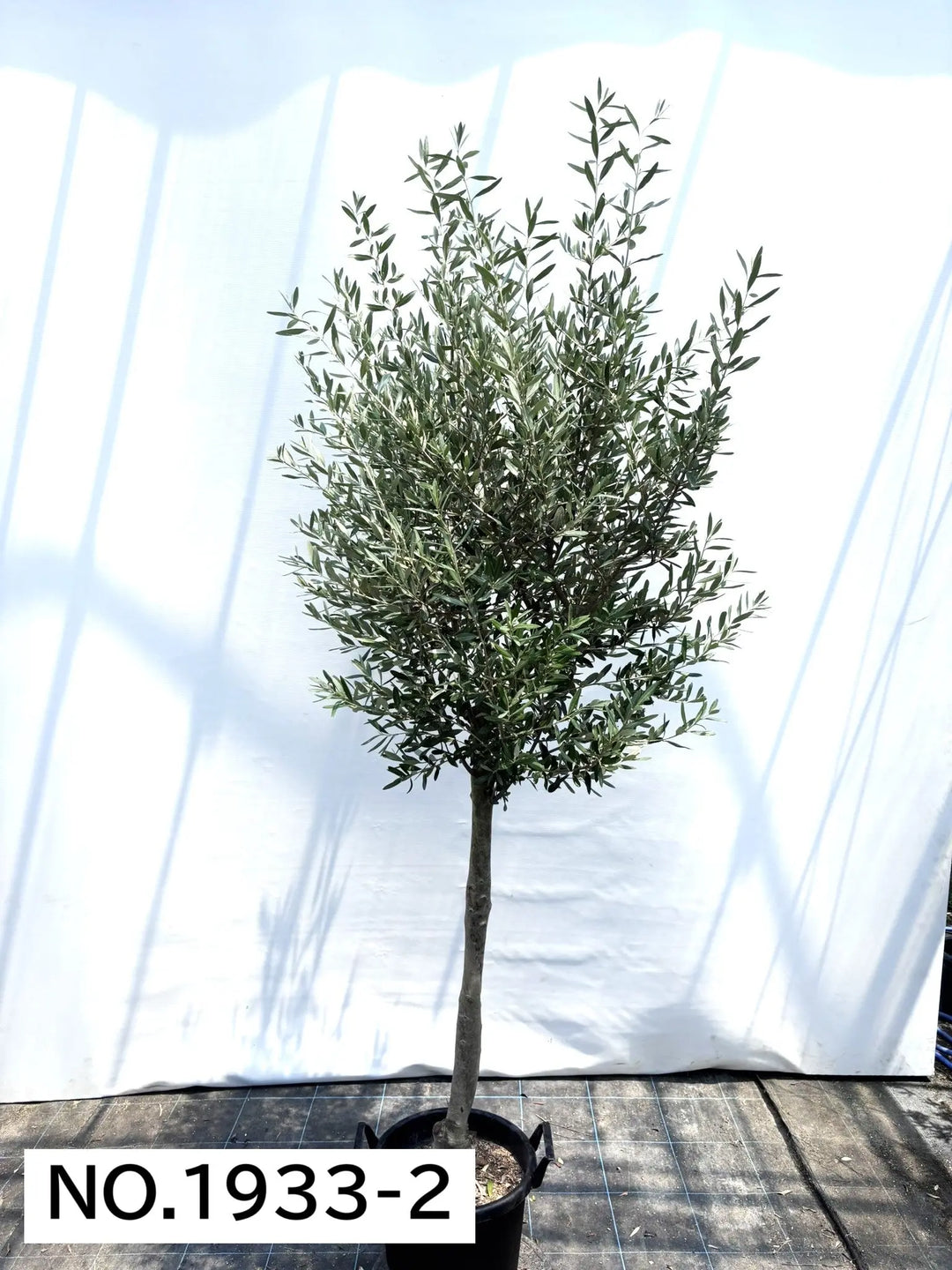 法人限定】シプレシーノ（オリーブの木） XL｜約230cm｜No.1933