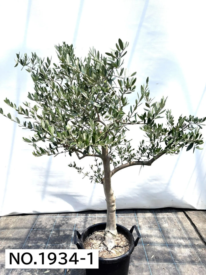 オリーブの木ページ 2セット 寒さに強い・開帳型】ヘレナ（オリーブの木）〈大型商品〉｜約