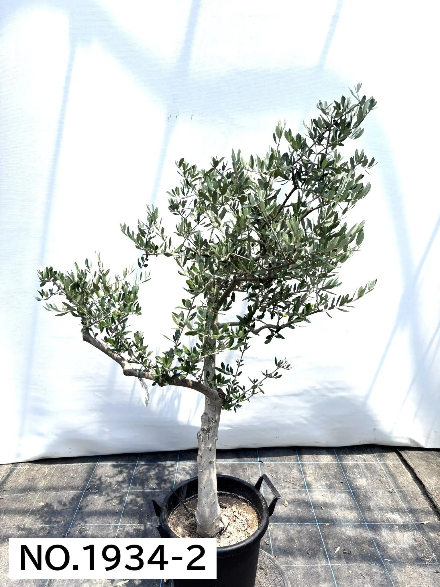 寒さに強い・開帳型】ヘレナ（オリーブの木）〈大型商品〉｜約150cm