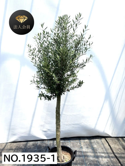 【法人限定】シプレシーノ（オリーブの木） XL｜約200cm｜No.1935｜初心者・シンボルツリー向け 株式会社鶴亀園