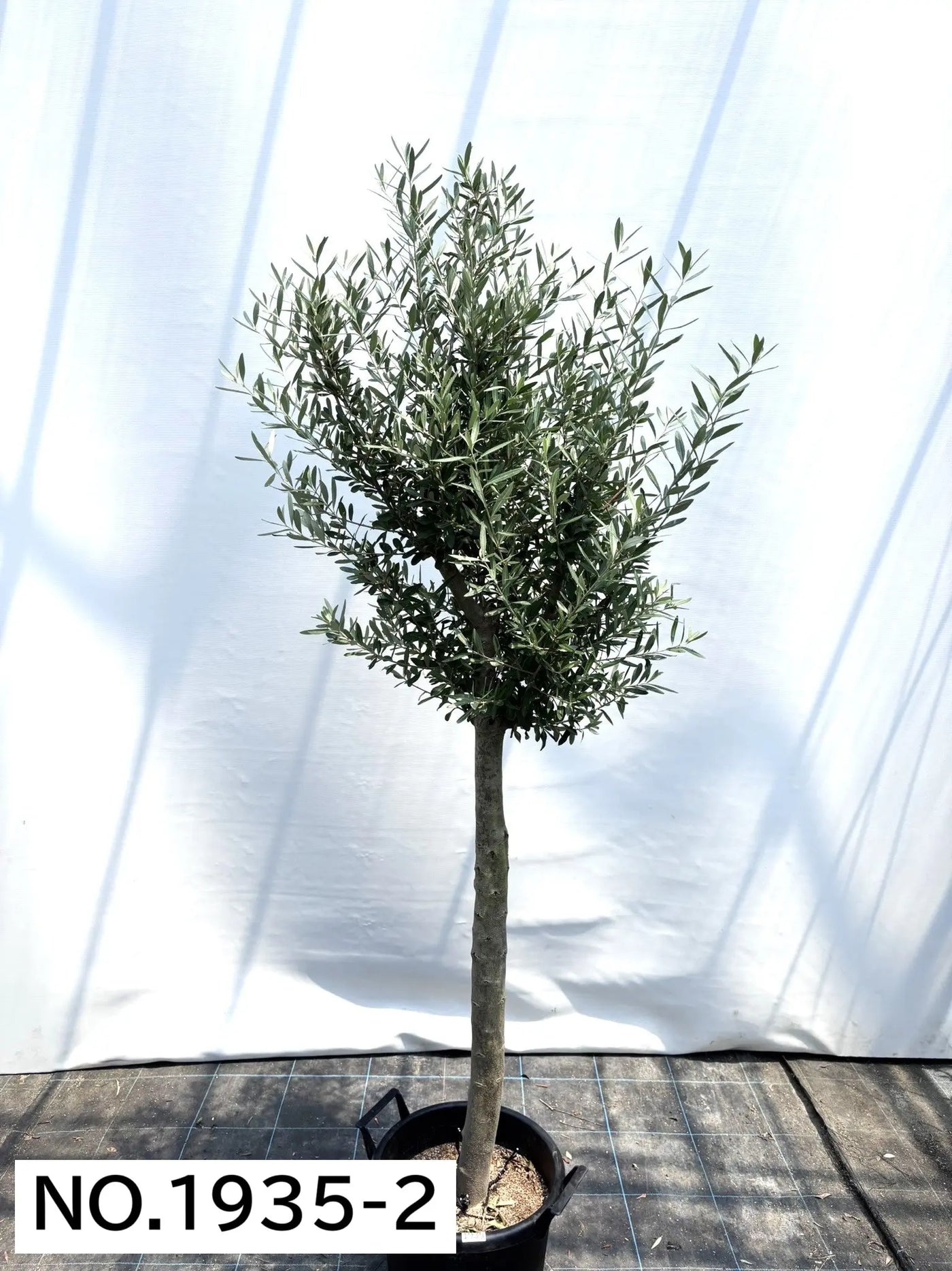 【法人限定】シプレシーノ（オリーブの木） XL｜約200cm｜No.1937｜初心者・シンボルツリー向け 株式会社鶴亀園