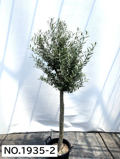 【法人限定】シプレシーノ（オリーブの木） XL｜約200cm｜No.1937｜初心者・シンボルツリー向け 株式会社鶴亀園