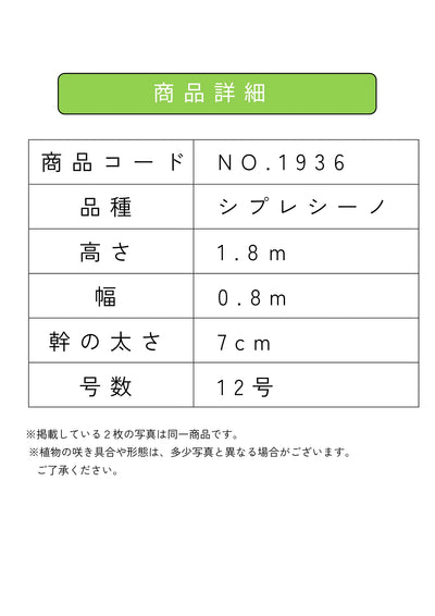 NEW【人気・初心者向き・シンボル向き】シプレシーノ（オリーブの木）〈大型商品〉｜約180cm｜XLサイズ｜No.1936 株式会社鶴亀園