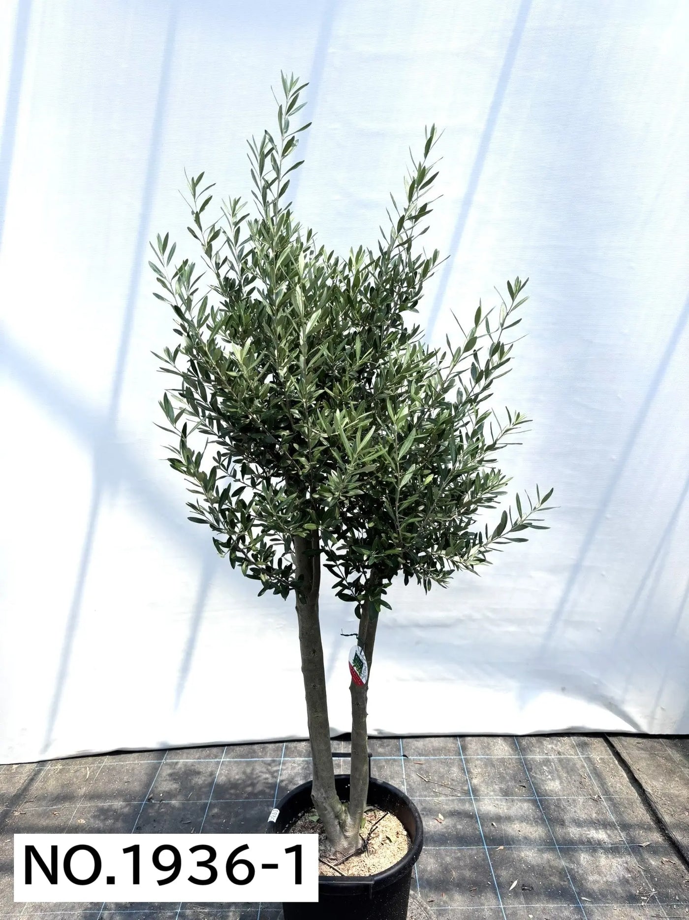 NEW【人気・初心者向き・シンボル向き】シプレシーノ（オリーブの木）〈大型商品〉｜約180cm｜XLサイズ｜No.1936 株式会社鶴亀園