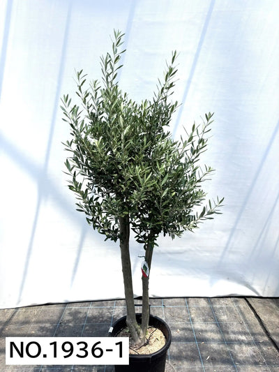 NEW【人気・初心者向き・シンボル向き】シプレシーノ（オリーブの木）〈大型商品〉｜約180cm｜XLサイズ｜No.1936 株式会社鶴亀園