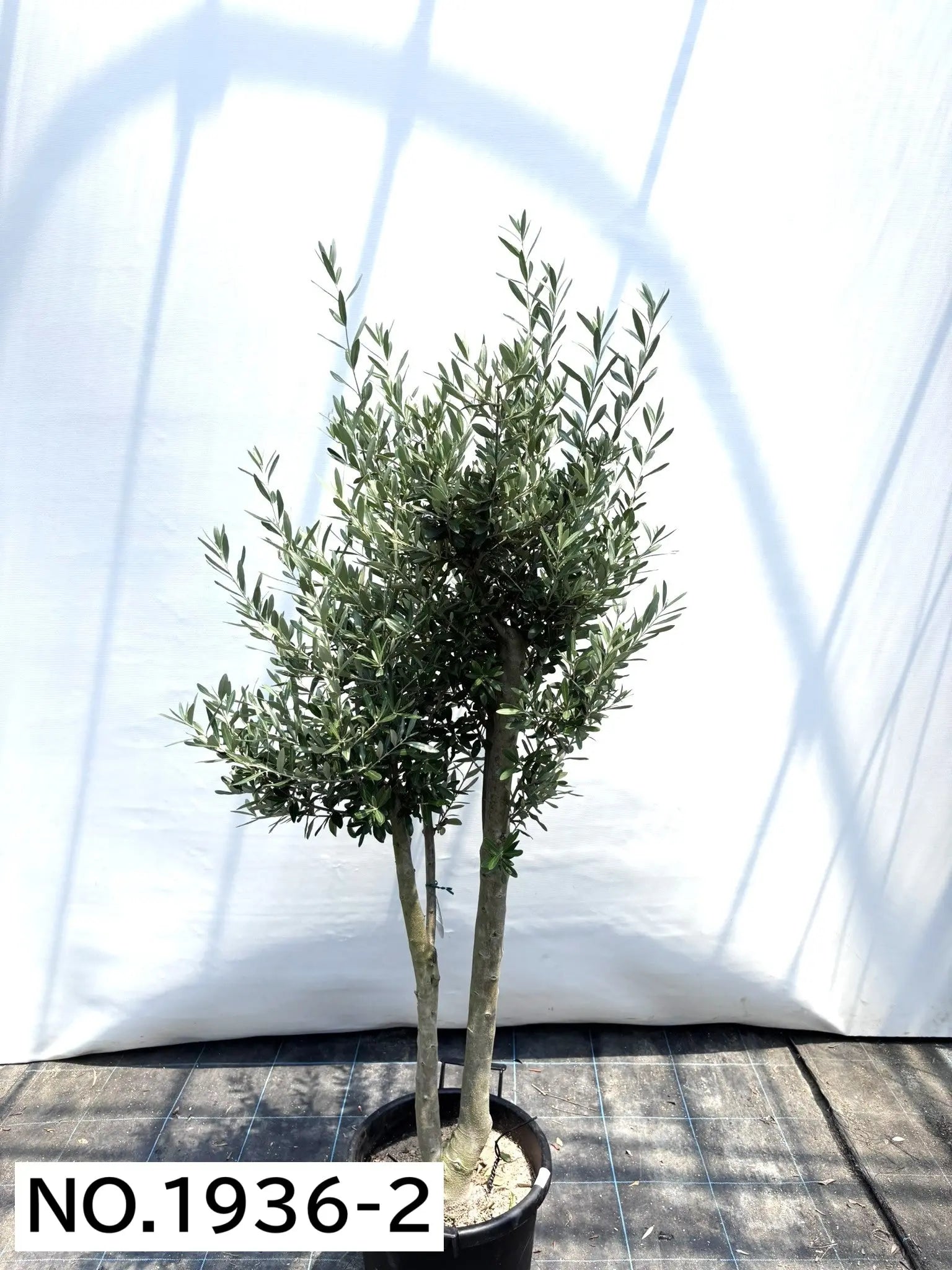 NEWシプレシーノ（オリーブの木）｜大型商品｜NO.1936｜約180cm｜人気