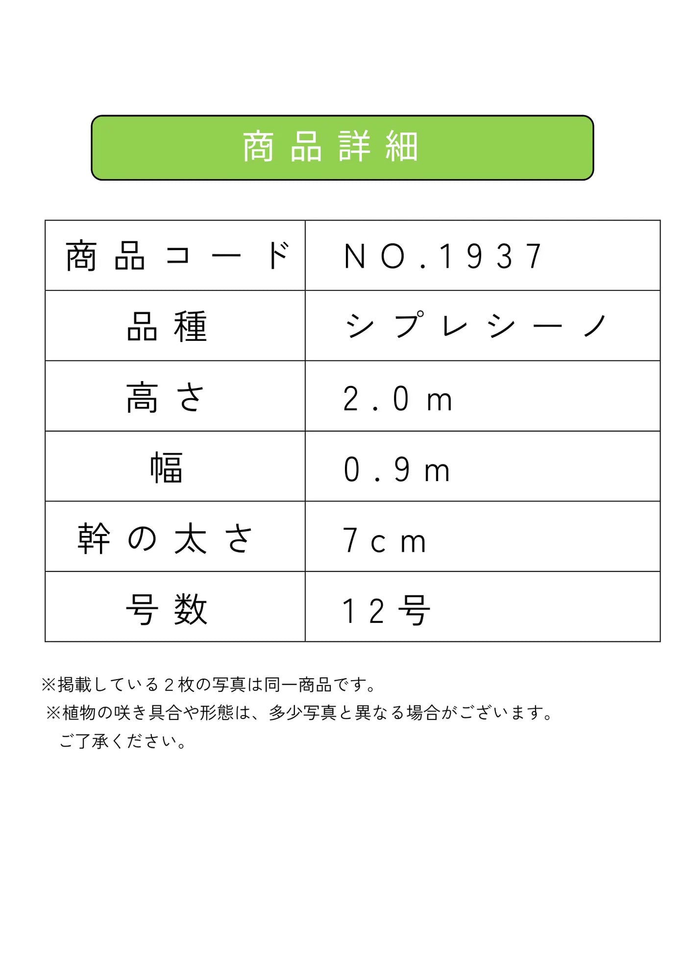 【法人限定】シプレシーノ（オリーブの木） XL｜約200cm｜No.1937｜初心者・シンボルツリー向け 株式会社鶴亀園