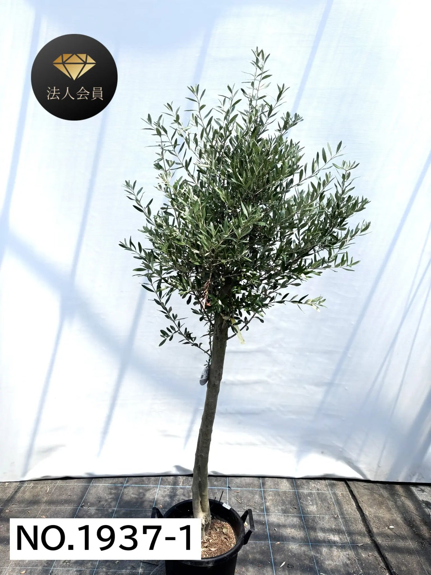 【法人限定】シプレシーノ（オリーブの木） XL｜約200cm｜No.1937｜初心者・シンボルツリー向け 株式会社鶴亀園