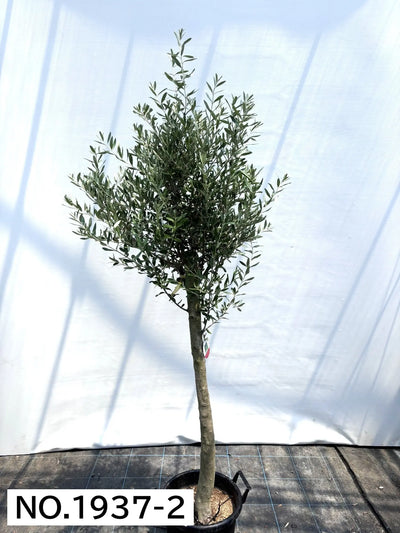 【法人限定】シプレシーノ（オリーブの木） XL｜約200cm｜No.1937｜初心者・シンボルツリー向け 株式会社鶴亀園