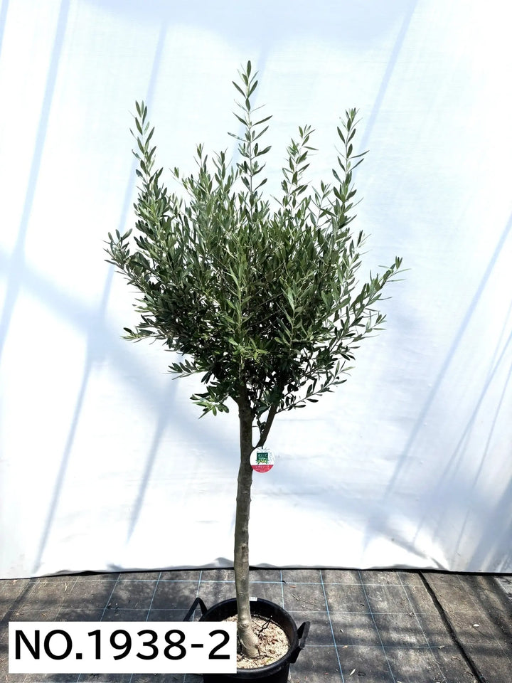 オリーブの木　シプレシーノ　約180cm　NO.1848　大型　現品掲載　古木 オリーブの木 シプレシーノ 約180cm NO.1848 大型 現品掲載 古木