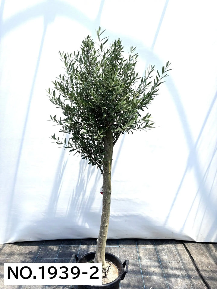 NEWシプレシーノ（オリーブの木）｜大型商品｜NO.1939｜約180cm｜人気