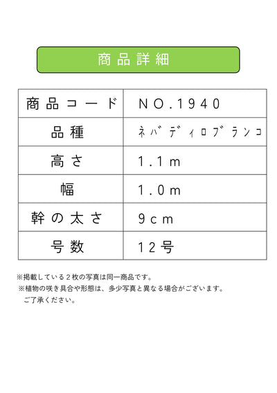 NEW【人気・開帳型】ネバディロブランコ（オリーブの木）〈大型商品〉｜約110cm｜XLサイズ｜No.1940 株式会社鶴亀園