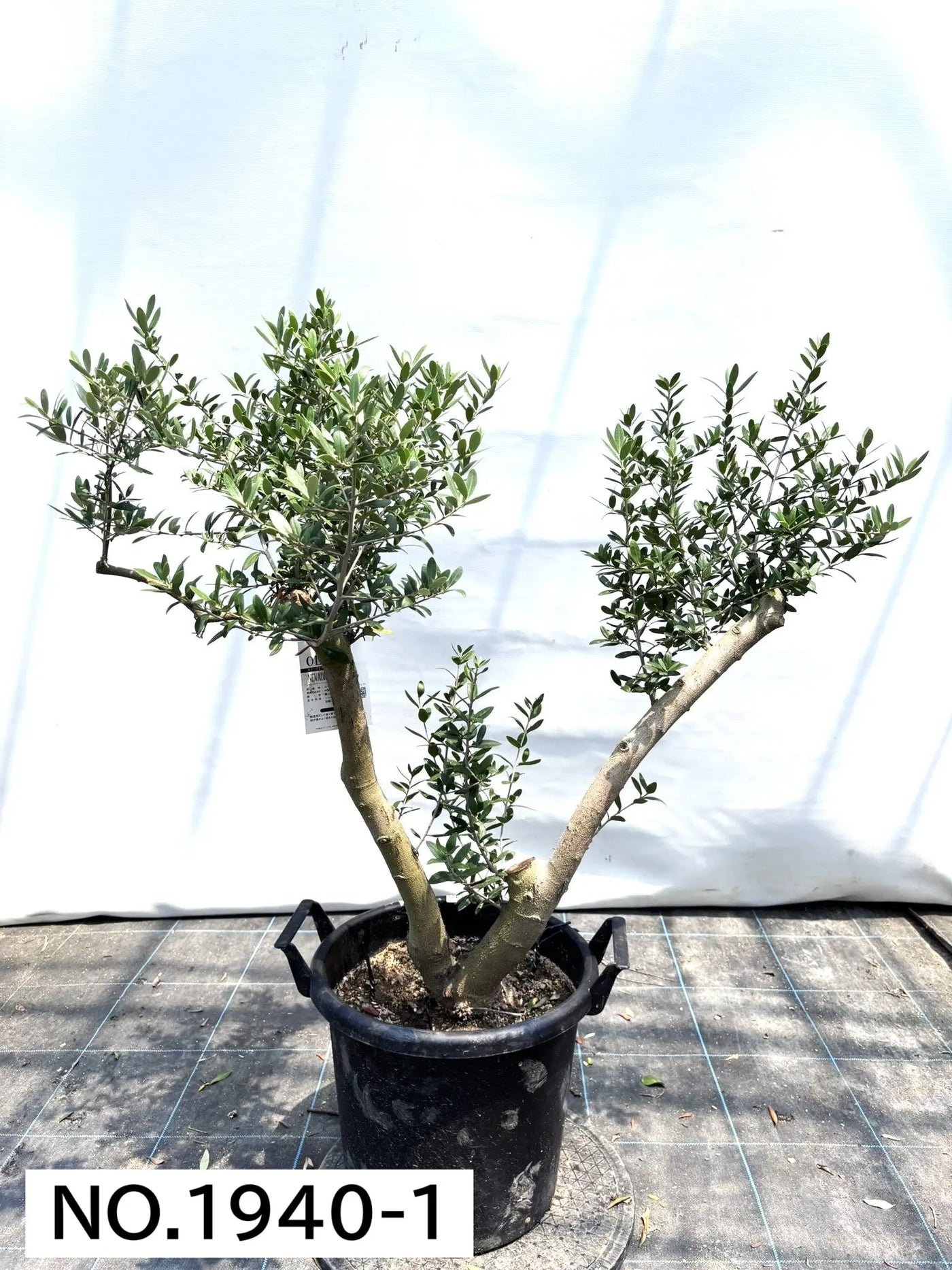 NEW【人気・開帳型】ネバディロブランコ（オリーブの木）〈大型商品〉｜約110cm｜XLサイズ｜No.1940 株式会社鶴亀園