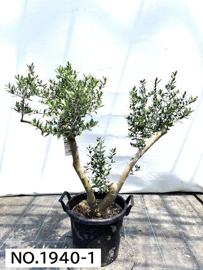 NEW【人気・開帳型】ネバディロブランコ（オリーブの木）〈大型商品〉｜約110cm｜XLサイズ｜No.1940 株式会社鶴亀園