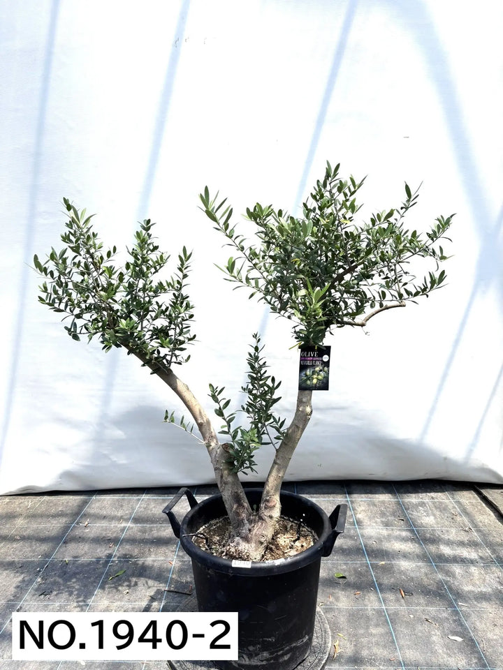 超美形。仕立てオリーブ ネバディロブランコ1.6M(鉢底から) 超美形。仕立てオリーブ ネバディロブランコ1.6M(鉢底から)