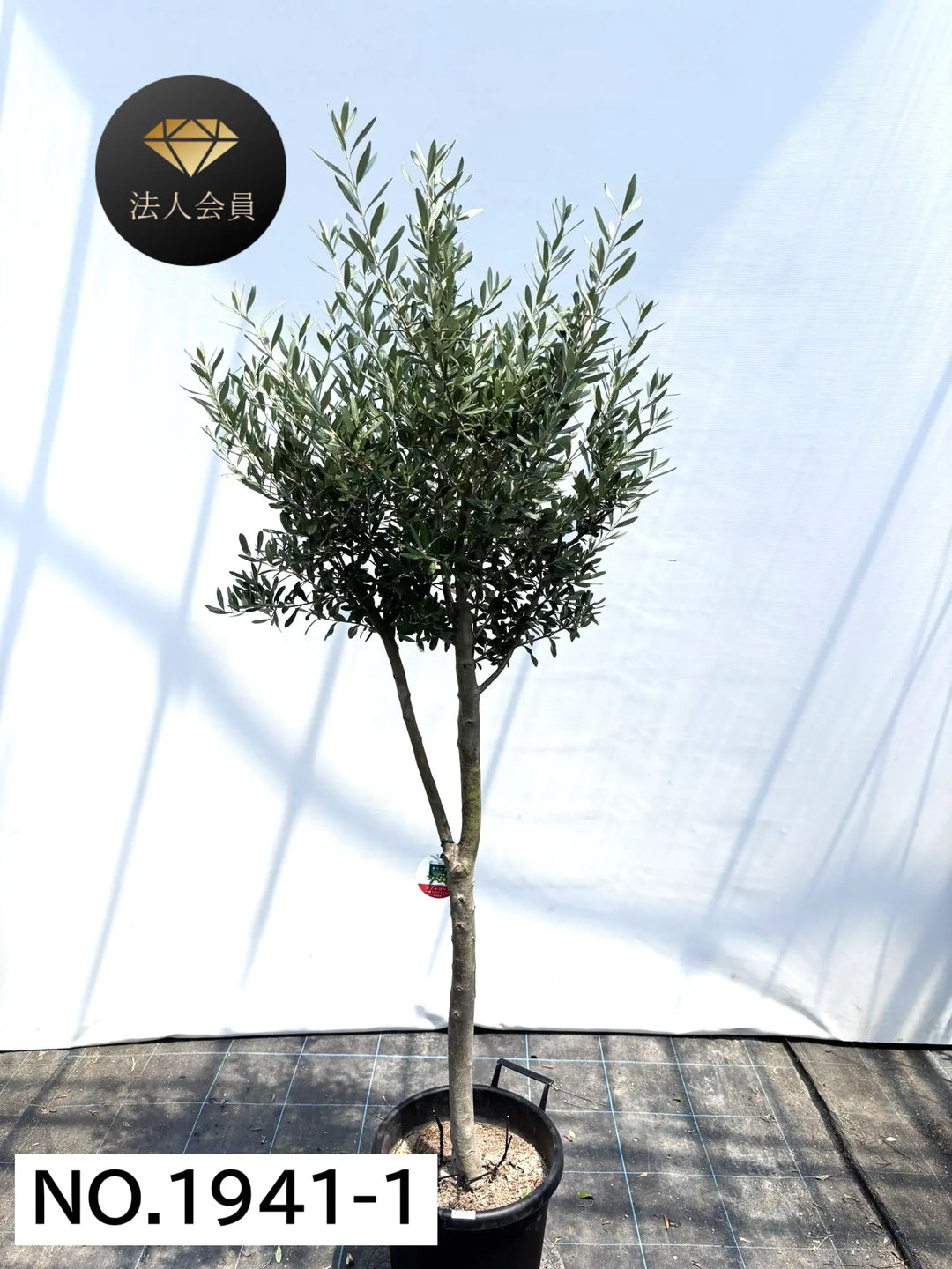 風格ある古木オリーブ - 株式会社鶴亀園 – ページ11