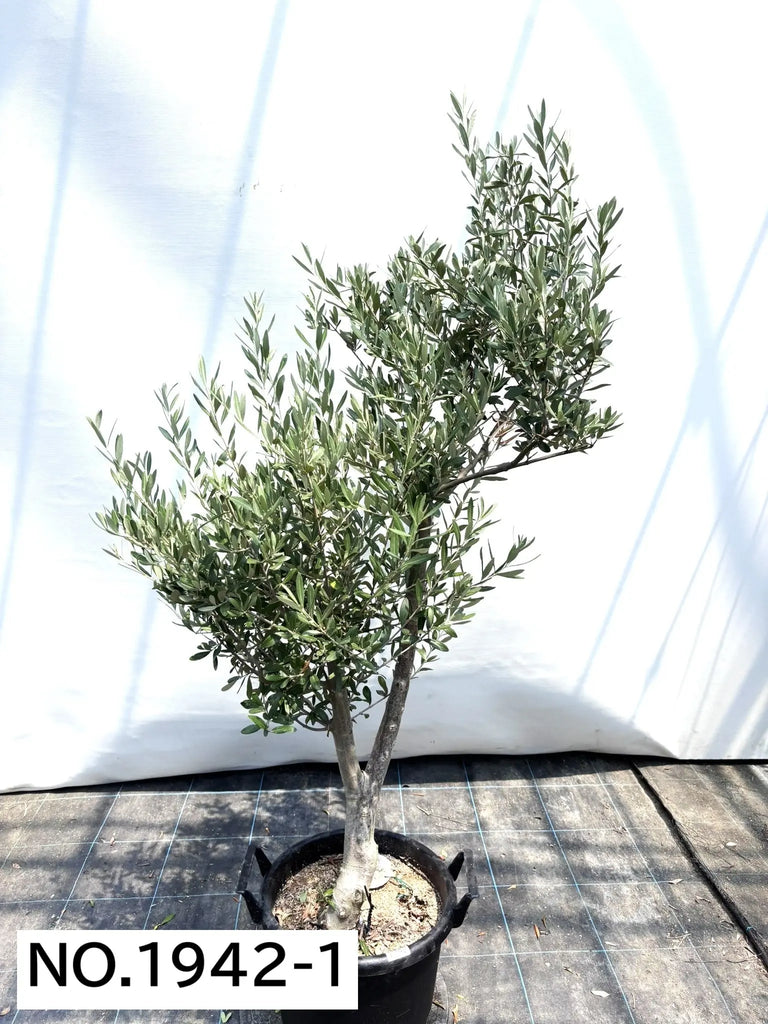 オリーブの木　シプレシーノ　約160cm　NO.1927　大型　現品掲載　古木 NEWシプレシーノ（オリーブの木）｜大型商品｜NO.1942｜約160cm